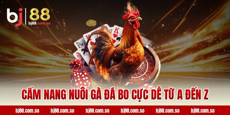 Cẩm nang nuôi gà đá bo cực dễ từ A đến Z